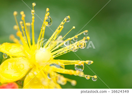 Waterdrops attached to flowers Waterdrops attached to flowers 16624349