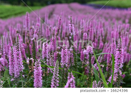 維羅尼卡 16624396