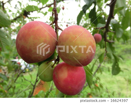 梅花收穫 16624397