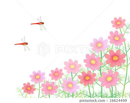 Cosmos field and red dragonfly Cosmos field and red dragonfly 16624499