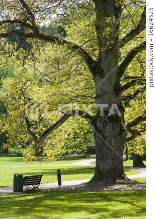Old Oak Tree Old Oak Tree 16624525