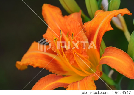 黃色桃花 16624547