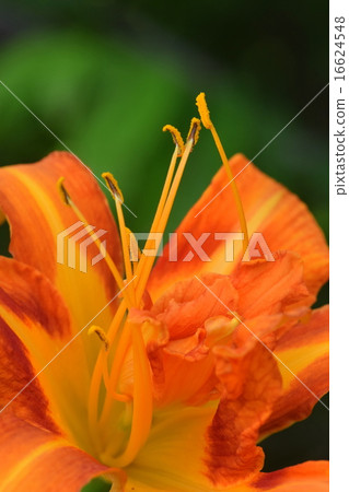 黃色桃花 16624548