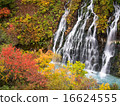 Autumn leaves of white beard waterfall 16624555