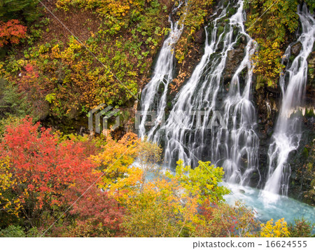 Autumn leaves of white beard waterfall 16624555