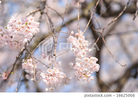 櫻桃樹 16625008