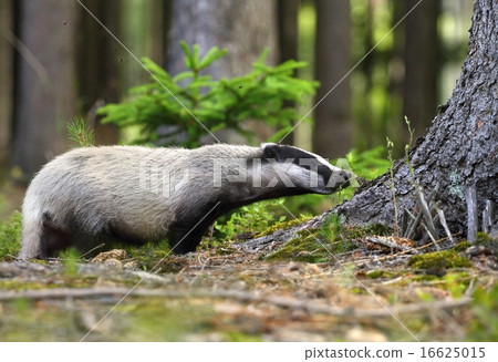 Curious badger Curious badger 16625015