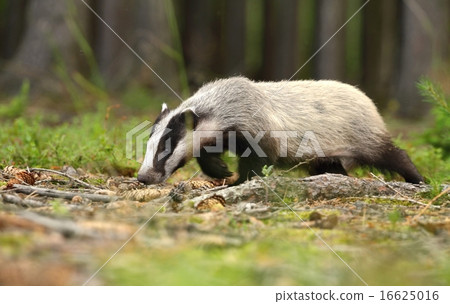 Badger 16625016