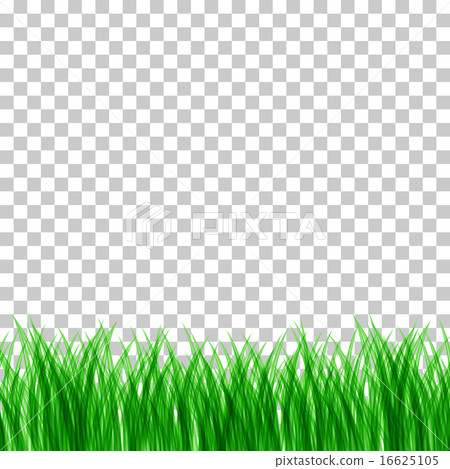 Grass 透明背景 插圖素材 圖庫