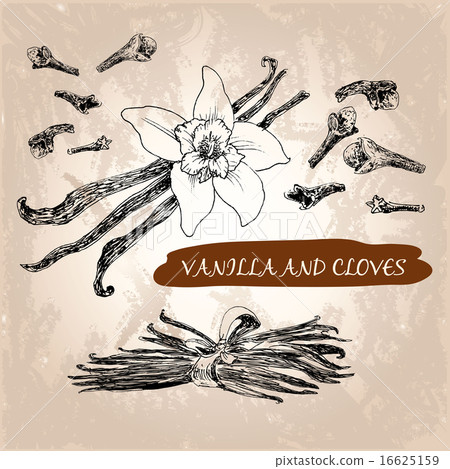 Vanilla and cloves 16625159