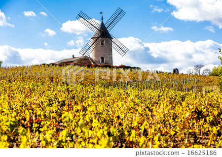 vineyard with windmill near Chenas, Beaujolais 16625186