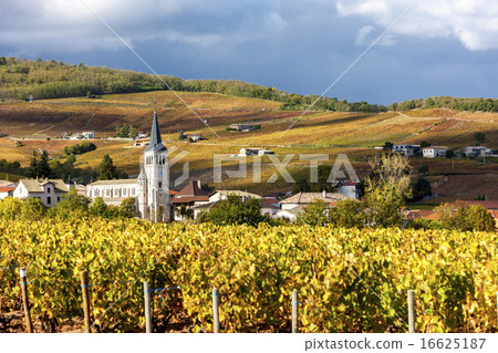 Chenas with vineyard, Beaujolais, Rhone-Alpes 16625187