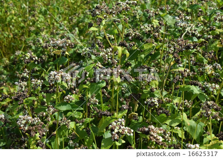 Buckwheat flower and fruit Buckwheat flower and fruit 16625317