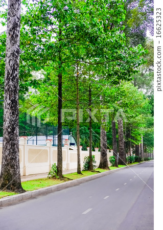 A row of trees in Ho Chi Minh City A row of trees in Ho Chi Minh City 16625323