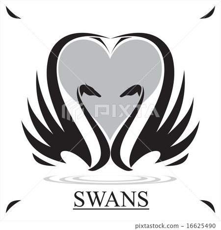 Swan. Black Swan Swan. Black Swan 16625490