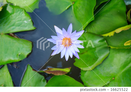 Purple lotus flower on top view 16625522