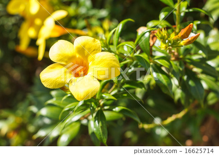 Yellow allamanda flower golden trumpet vine 16625714
