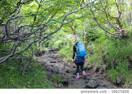 富士山攀武路第五保護林區 16625808