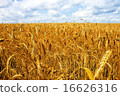 Field wheat 16626316