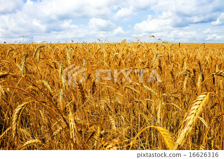 Field wheat 16626316