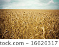 Wheat field 16626317