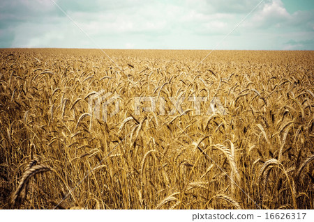 Wheat field 16626317