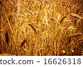 Wheat 16626318