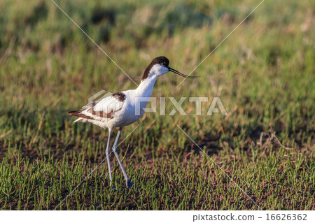 Pied Avocet (Recurvirostra avosetta) Pied Avocet (Recurvirostra avosetta) 16626362