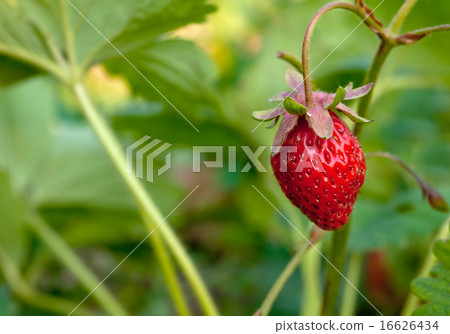 macro of strawberries 16626434