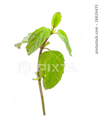 mint mint 16626435