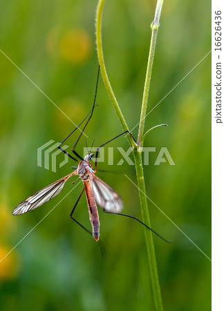 mosquito nematocera 16626436
