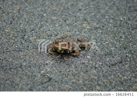 蟾蜍走到了巷道 蟾蜍走到了巷道 16626451