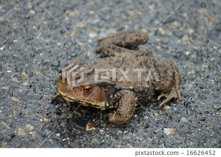 蟾蜍走到了巷道 16626452