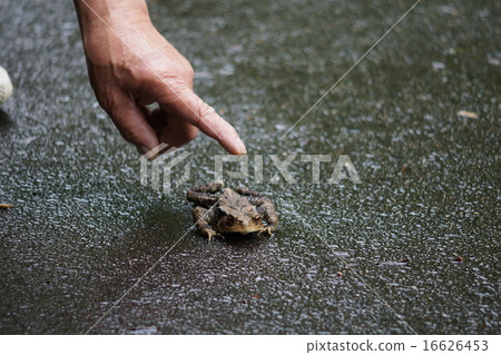 蟾蜍走到了巷道 蟾蜍走到了巷道 16626453