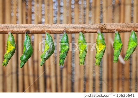 Monacrch batterfly chrysalis Monacrch batterfly chrysalis 16626641