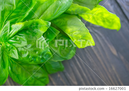 fresh basil fresh basil 16627001