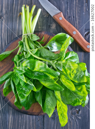 fresh basil fresh basil 16627002