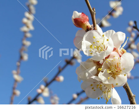 Fruit tree flowers 16627216