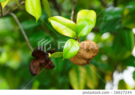 新鮮的綠色和種子在山茶花年輕人葉子 16627244