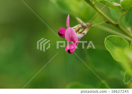 花和芽的燦爛的紅發紫色頭髮H 16627245