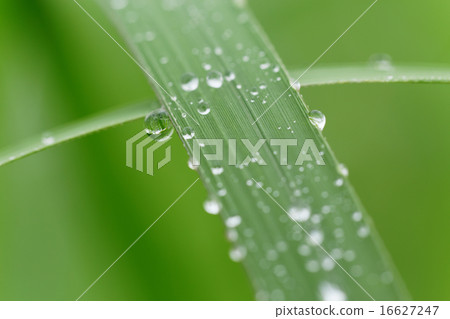 Waterdrops on the grassy grass that falls on rain 16627247