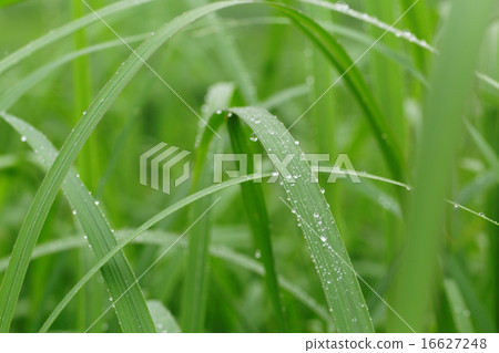 Waterdrops on the grassy grass that falls on rain 16627248