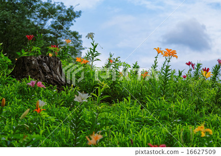 開花在盛開的五顏六色的百合 開花在盛開的五顏六色的百合 16627509
