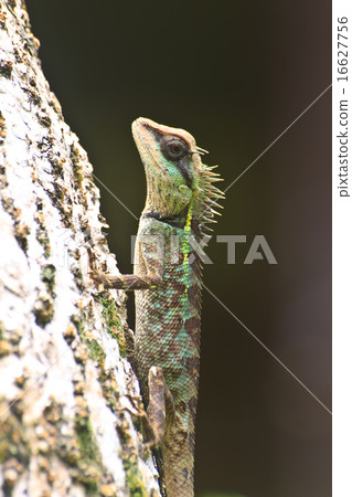 Green crested lizard Green crested lizard 16627756