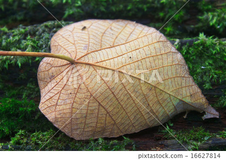 autumn leaf on log in forest autumn leaf on log in forest 16627814