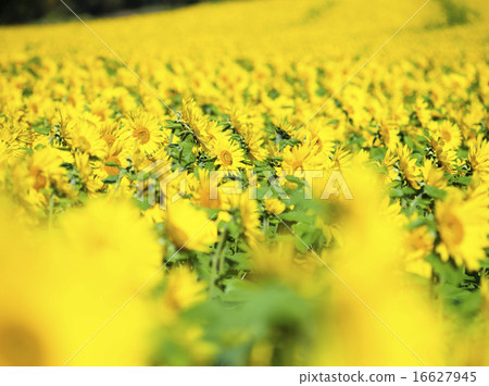 向日葵(+模糊前強調) 向日葵(+模糊前強調) 16627945