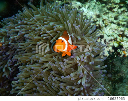 銀蓮花魚 16627963