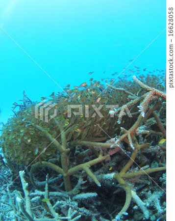沖繩島西表島(Iriomote Island)的分支大量的金色骨架熱帶魚聚集在珊瑚中 沖繩島西表島(Iriomote Island)的分支大量的金色骨架熱帶魚聚集在珊瑚中 16628058