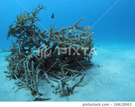 熱帶魚與珊瑚礁加冕在沖繩·西表島的沙區衝擊 16628063