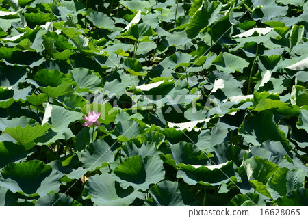 景觀蓮花田 16628065